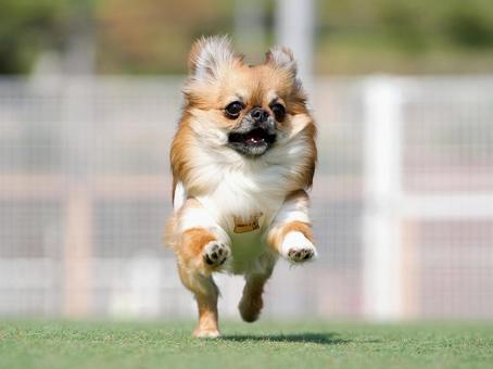 ドッグランで走るワンコ(ミックス犬) ドッグランで走るワンコ(ミックス犬) 犬,ミックス犬,可愛い犬の写真素材