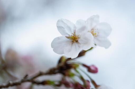 桜の花１の写真