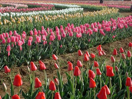 チューリップ・Tulips　咲く風景 球根植物,チューリップ,風景の写真素材