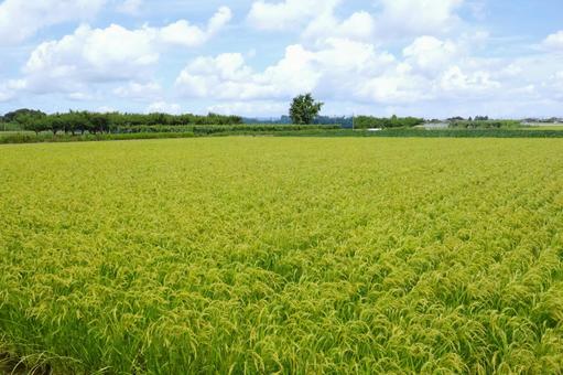 秋 収穫を待つ稲穂 田んぼ 秋 収穫を待つ稲穂 田んぼの写真