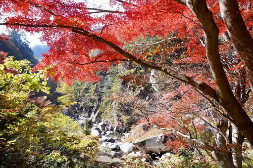 赤く染まる紅葉と渓谷 赤く染まる紅葉と渓谷 森,林,空の写真素材