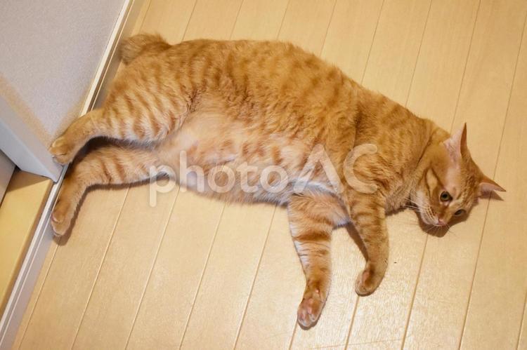 床でだれる猫 ネコ,ねこ,キャットの写真素材