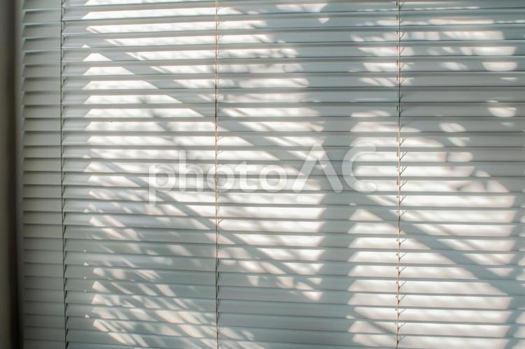 ブラインド越しの木漏れ日 ブラインド,影,模様の写真素材