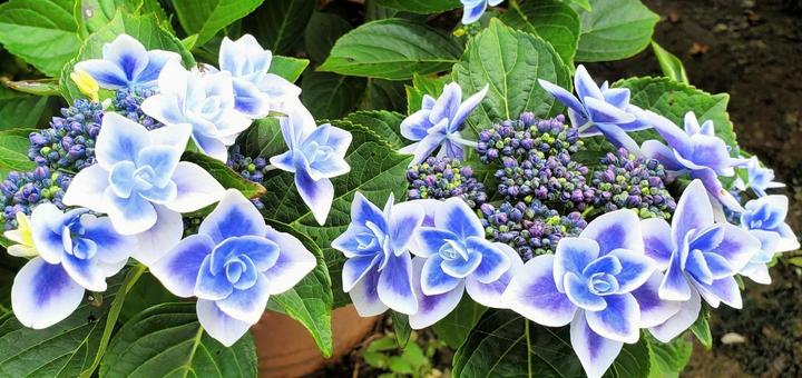 紫陽花2 紫陽花2の写真