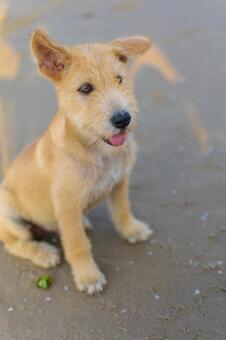 ビーチで見かけた犬 ビーチで見かけた犬の写真