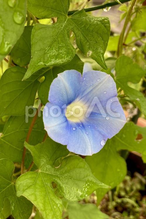 水やり後の朝顔(縦向き) 朝顔,アサガオ,夏の花の写真素材