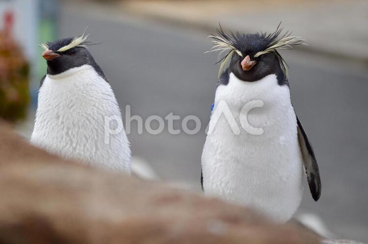 2匹のペンギン ペンギン,動物,鳥の写真素材