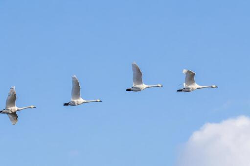 オオハクチョウ⑽ 鳥,オオハクチョウ,ハクチョウの写真素材