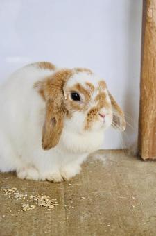 Rabbit, JPG