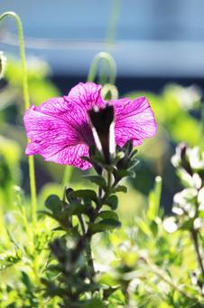 Photo, flower, beautiful, pink, 