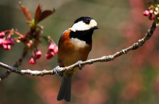 ヤマガラ③の写真