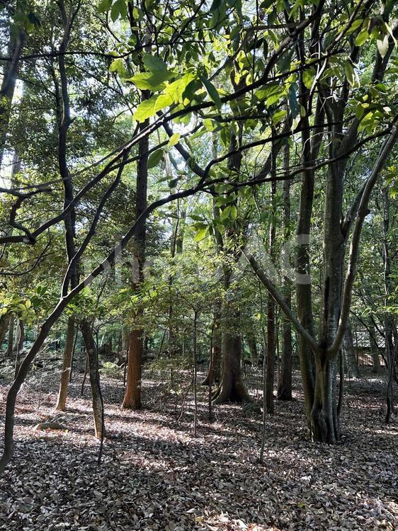 木洩れ日の風景 林,木洩れ日,木々の写真素材