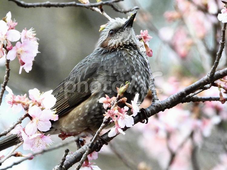 河津桜の枝につかまるヒヨドリ 鳥,野鳥,ヒヨドリの写真素材