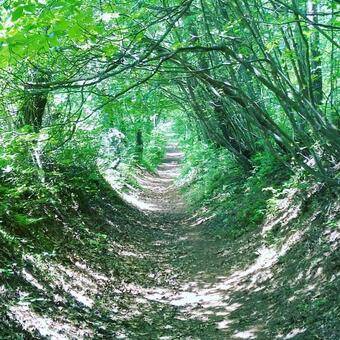 Green tunnel, madeira, naturalmente, folha, JPG