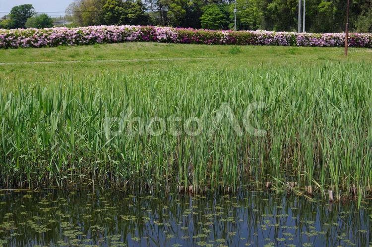 公園の池の葦 あし,葦,よしの写真素材