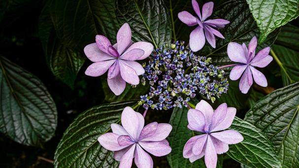 Purple hydrangea flowers macro photography, JPG