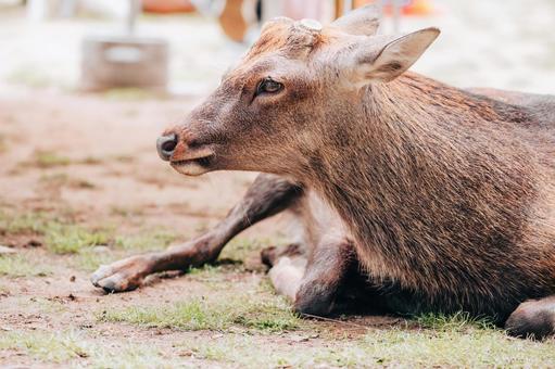 私の横顔いいですよね 私の横顔いいですよね 鹿,シカ,動物の写真素材