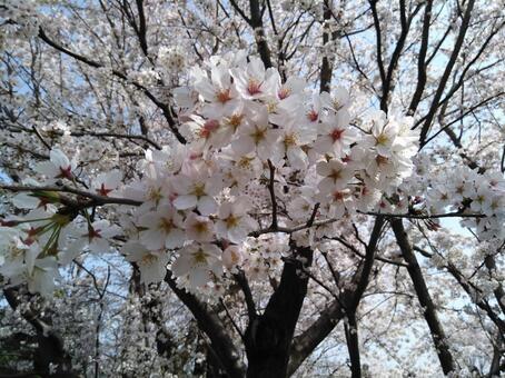 桜 桜の写真