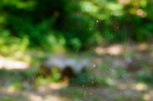 ジョロウグモ⑵の写真