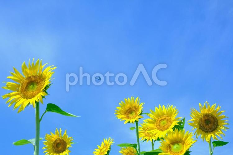 夏の青空の満開のひまわり畑 ひまわり,ヒマワリ,向日葵の写真素材