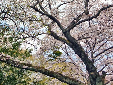 清水公園の桜-114 清水公園の桜-114 清水公園,千葉県野田市,桜の木の写真素材