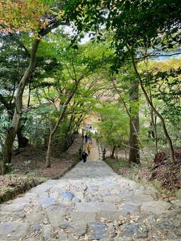 垂裕神社・石段 福岡県朝倉市秋月,紅葉,黄葉の写真素材