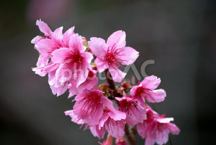 寒緋桜　沖縄　冬の風景2 寒緋桜,沖縄,冬の写真素材