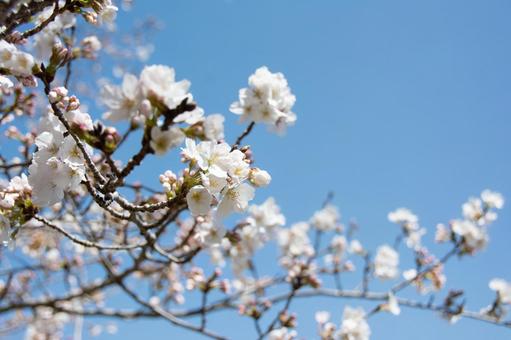 桜 桜の写真