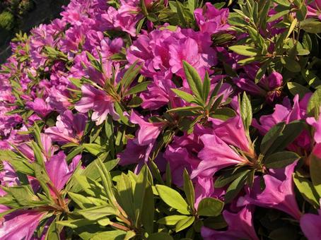 Flowers, JPG Flowers, JPG
