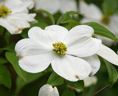 アメリカヤマボウシ アメリカヤマボウシ,亜米利加山法師,ハナミズキの写真素材