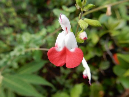 【花の写真】チェリーセージ チェリーセージ,植物,花の写真素材