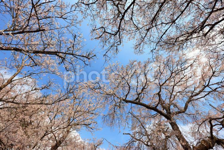 徳佐のしだれ桜  桜,桜並木,しだれ桜の写真素材