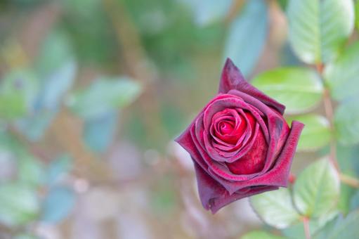 バラ園・綺麗な赤色の秋バラ バラ園・綺麗な赤色の秋バラ バラ,薔薇,バラ園の写真素材