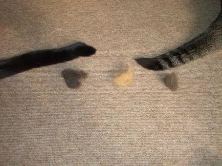 猫（しっぽ）の写真