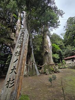 Photo, kochi prefecture, ootake-cho, fir, 