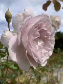 バラ　薔薇　花 バラ,薔薇,花の写真素材