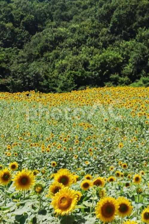 夏の旅行のイメージ 夏,ひまわり,向日葵の写真素材