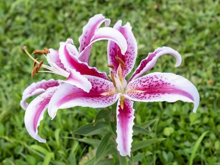 清らかで上品な百合 清らかで上品な百合 百合,ゆり,お花の写真素材