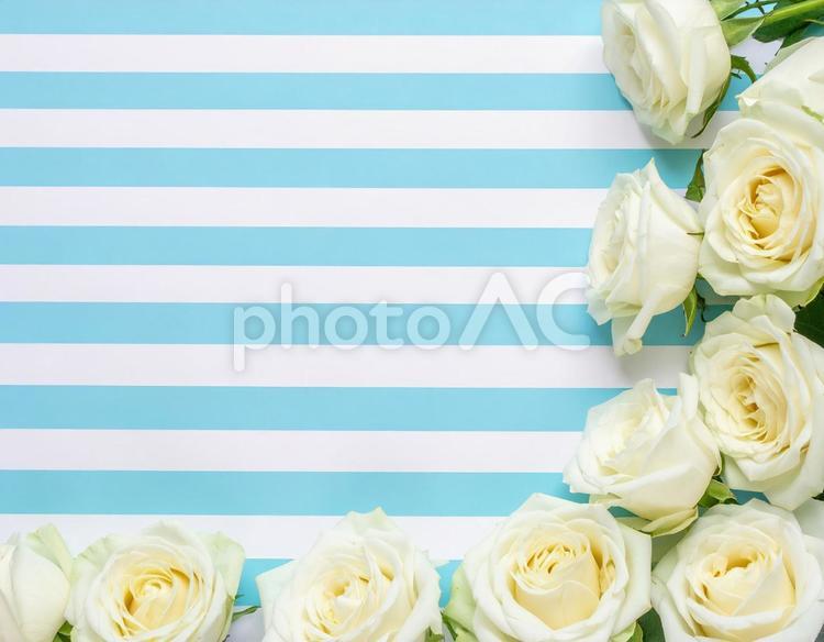 水色と白の縞模様背景に白いバラの背景 父の日,薔薇,バラの写真素材