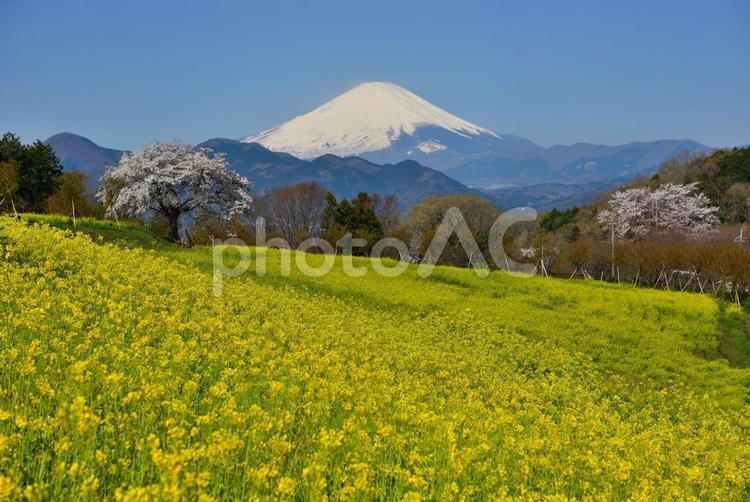 満開の山桜と菜の花 富士山,山,自然の写真素材