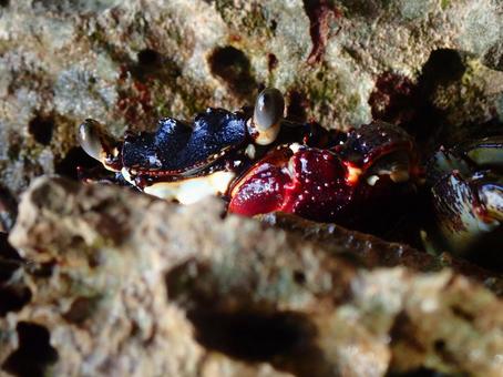 岩場から覗くイワガニ 岩場から覗くイワガニの写真