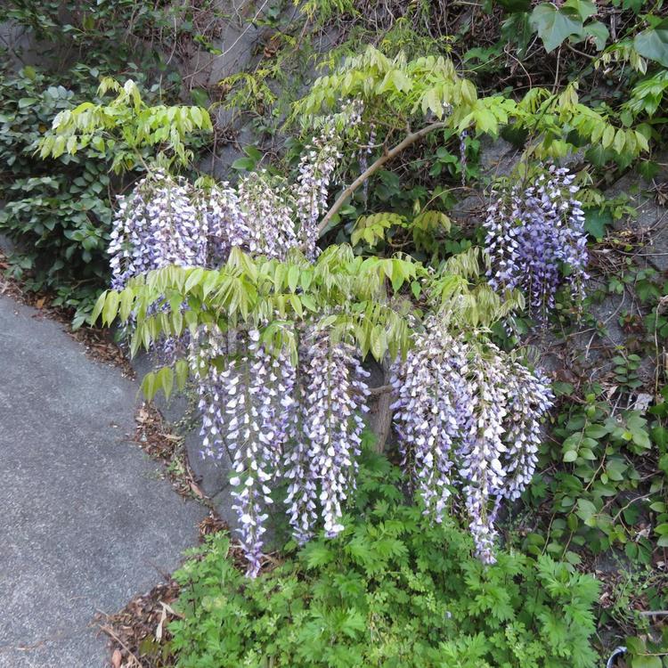 住宅地の外壁で開花した藤の花 藤,花,植物の写真素材
