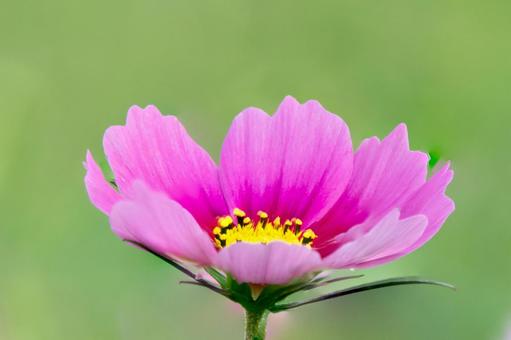咲きはじめたコスモスの花 咲きはじめたコスモスの花の写真