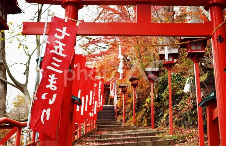 佐久市岩村田鼻顔稲荷神社の紅葉 長野県,佐久市,岩村田の写真素材