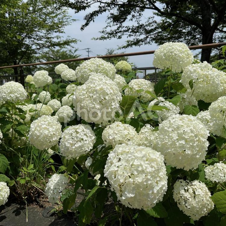 アジサイ　紫陽花　花　flower　山 あじさい,アジサイ,鮮やかの写真素材