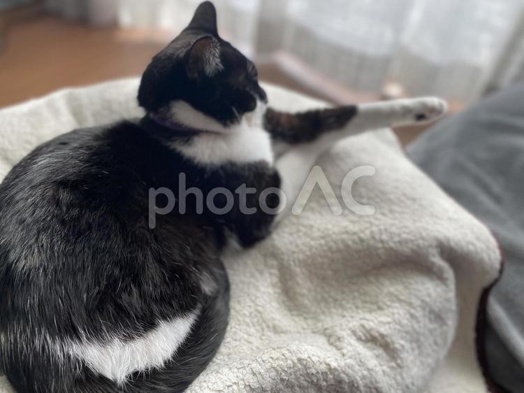 片足を伸ばしてくつろぐ猫 ねこ,猫,ネコの写真素材