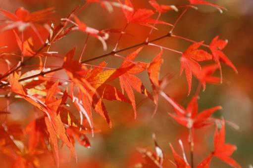 紅葉-105 もみじ,秋,背景の写真素材