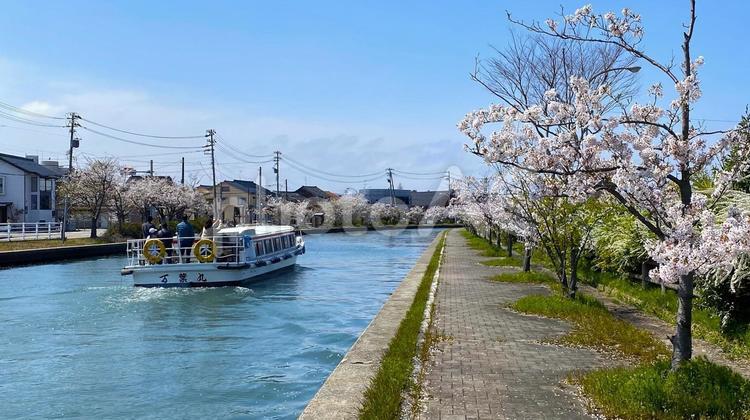 遊覧船と桜（新湊　内川） 桜,遊覧船,船の写真素材
