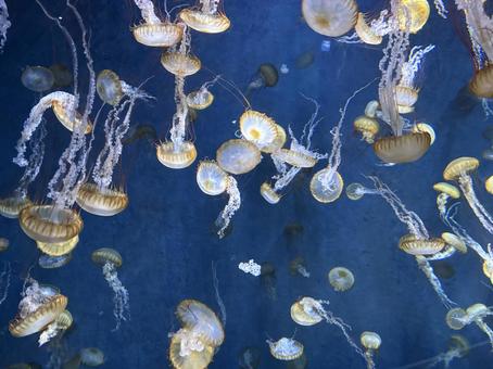 クラゲ(パシフィックシーネットル) クラゲ(パシフィックシーネットル) クラゲ,海,海月の写真素材
