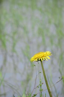 水田の前のタンポポ・縦その2 水田の前のタンポポ・縦その2 たんぽぽ,花,植物の写真素材